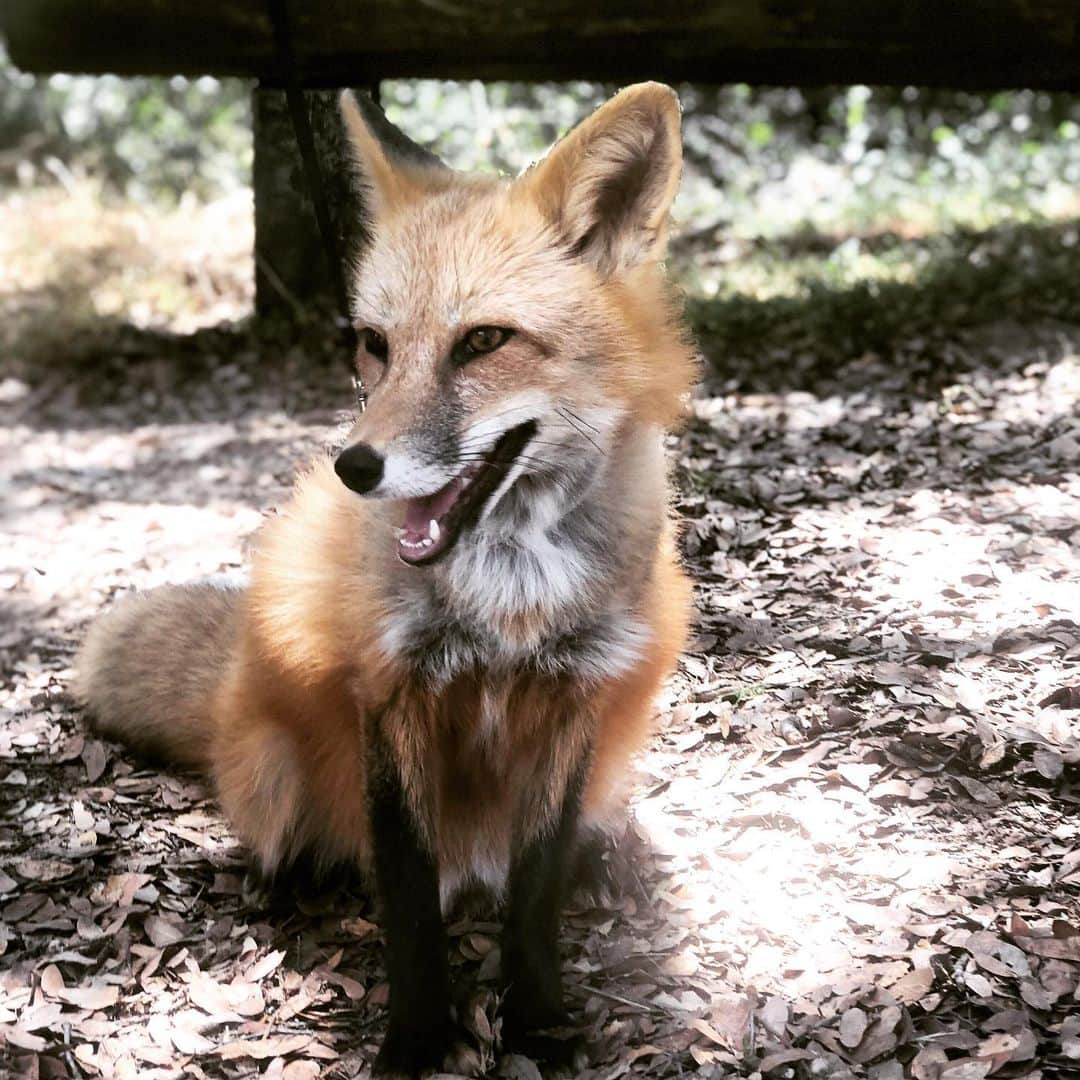 Rylaiさんのインスタグラム写真 - (RylaiInstagram)「Foxy Friday Factoid  Did you know foxes are native to every continent in the northern hemisphere ?  The reason for this is foxes are very adaptable to a wide variety of environments.  No other fox represents this adaptability better than the red fox.  They are truly a jack of all trades.  Some remarkable adaptations make this possible.  The red fox can be active during the day or night.  Their eyes are well adapted to see during high or low light conditions.  This is  due to an iris that has a very high ratio of maximum open to maximum closed.  They also have a well developed tapetum lucidum.  This structure is behind the retina.  It bounces light that has already been through the retina back through it again.  This gives the photoreceptors two chances to “see” the light.  The red fox also has a very wide range, from the Arctic latitudes all the way down to Mexico.  Living in these varied climates required them to evolve efficient ways to thermoregulate.  They have a very dense undercoat that keeps them warm in the coldest conditions.  In hot conditions they will loose their undercoat and the remaining fur reflects heat away from them.  They also have a structure in their nose called a carotid rete.  This structure cools the blood going to the brain by having the flow go next to venous blood that was cooled due to evaporation in the nose and mouth.  They also have the ability to direct blood to areas on their body with less fur, acting like mini radiators.  Red foxes are truly remarkable creatures. . Photo of Viktor, #jabcecc Ambassador . #foxyfactoidfriday #fridayfoxyfactoid #redfoxes #redfox #lovefoxes #foxy #fox #foxofinstagram #foxesofinstagram #viktor #russianfox #conservation #education #fromrussiawithlove #grandopening #tickets #support #sandiego #socal」8月17日 0時06分 - jabcecc