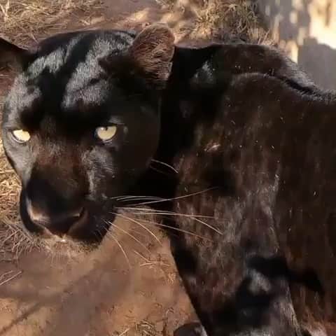 Kevin Richardson LionWhisperer のインスタグラム