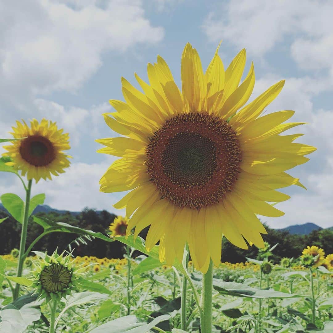 大隅智子さんのインスタグラム写真 - (大隅智子Instagram)「矢巾町の煙山ひまわりパークからお伝えしました！大好きなひまわり！ちょうど見頃でした^_^インスタ映えでも人気だそう！ #矢巾町ひまわり畑  #ひまわり #矢巾町」8月17日 0時19分 - tomokotenki