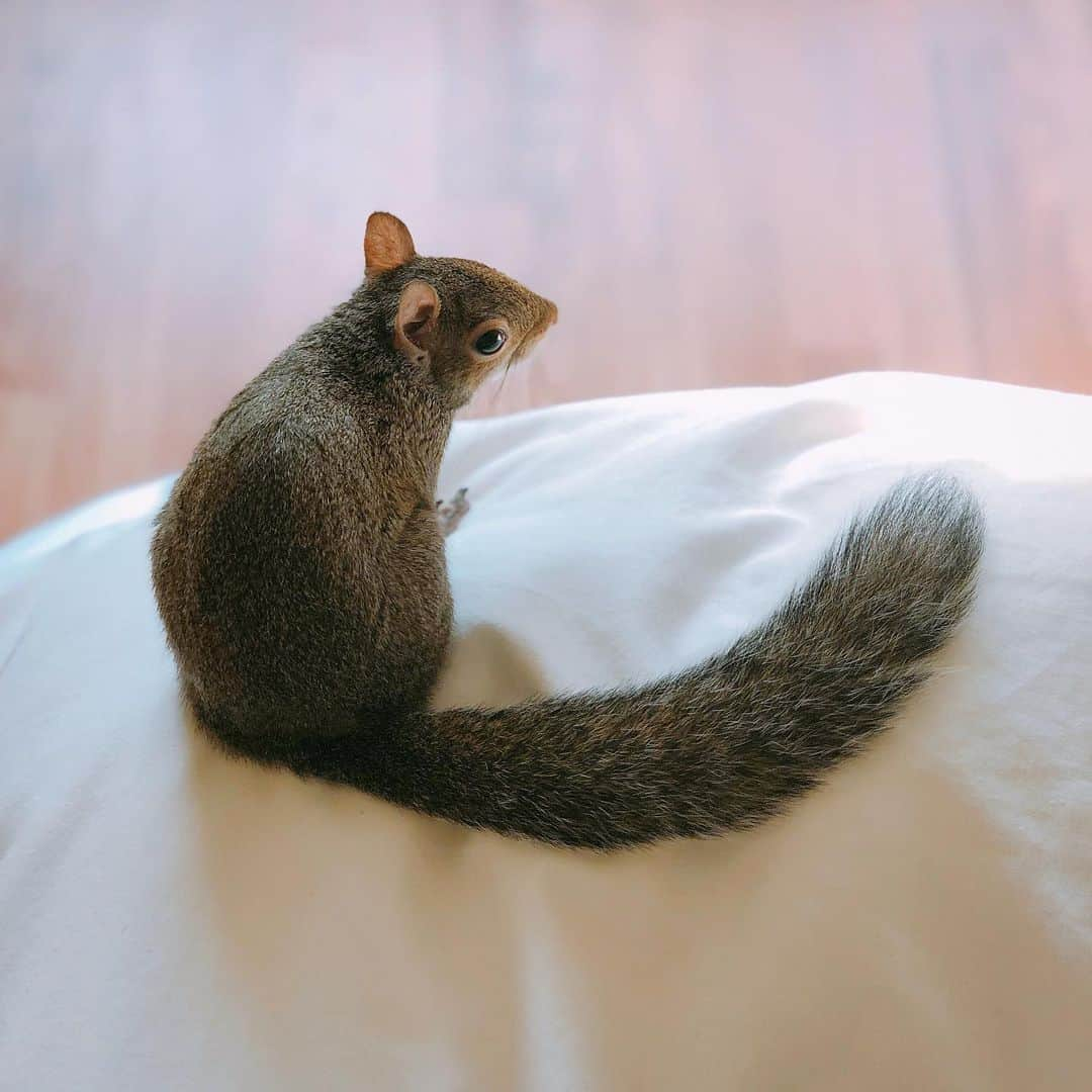 Jillさんのインスタグラム写真 - (JillInstagram)「Always watch someone else make the bed. . . . #petsquirrel #squirrel #squirrels #squirrellove #squirrellife #squirrelsofig #squirrelsofinstagram #easterngreysquirrel #easterngraysquirrel #ilovesquirrels #petsofinstagram #jillthesquirrel #thisgirlisasquirrel #makethebed #alwaysmakethebed #brooklinen」8月17日 0時54分 - this_girl_is_a_squirrel