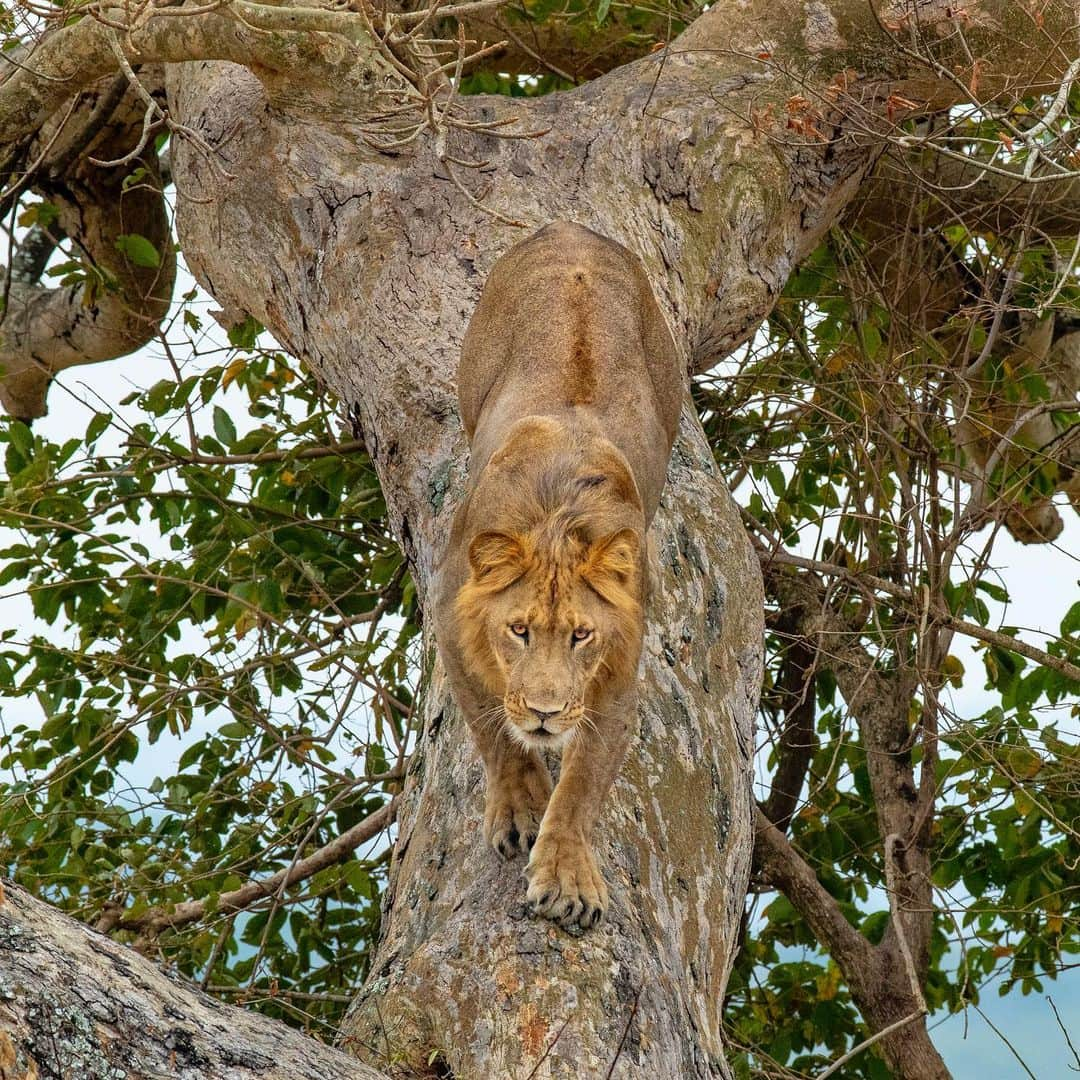 National Geographic Creativeさんのインスタグラム写真 - (National Geographic CreativeInstagram)「What's your favorite photo? Check out what caught our eye in this week's selection of #WhatWeLiked from the Image Collection editors | #Lion by @stevewinterphoto | #RedFox by @pitamitz | #CockerSpaniel by @vincentjmusi | #Volcano by @renan_ozturk」8月17日 1時11分 - natgeointhefield