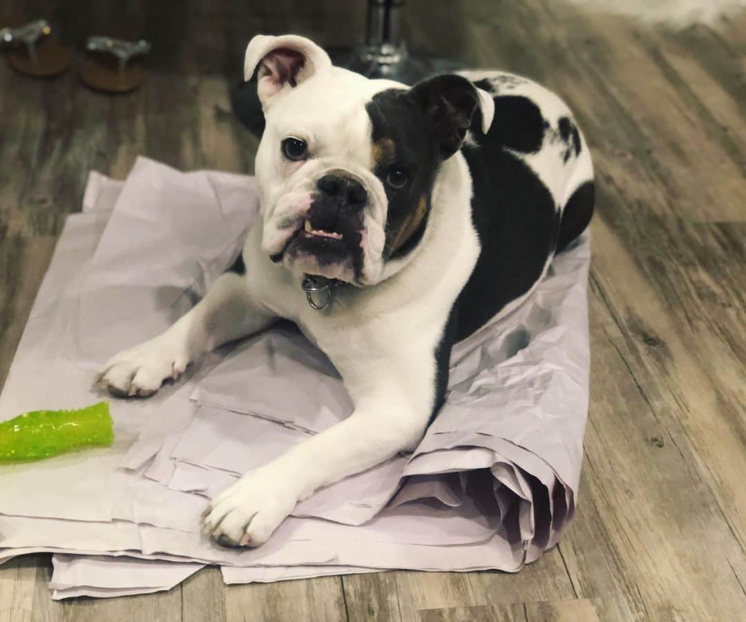 のインスタグラム：「Butters is over moving (and so am I!) 🤦🏼‍♀️🐶➡️🏡 . . . . #bulldog #weekend #friday #moving #goodbye #reno #hello #california #dogsofinstagram #bestoftheday」