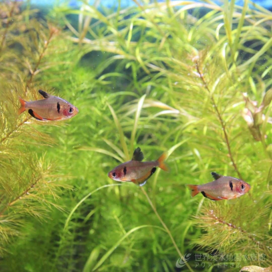 世界淡水魚園水族館 アクア・トト ぎふのインスタグラム：「台風の影響か暑さが続いていますね…。 企画展で涼しげに泳ぐ魚たちに、スタッフも癒されています。  #アクアトト #アクアトトぎふ #アクアトト岐阜 #パンタナール」
