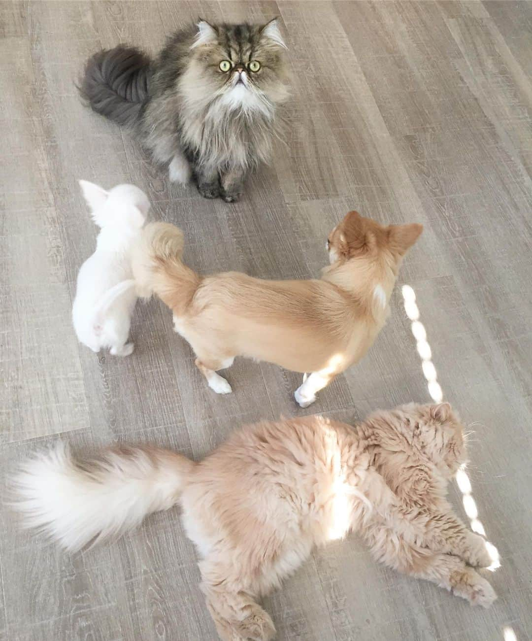 ミッシュさんのインスタグラム写真 - (ミッシュInstagram)「ブレーメン🐓🐈🐕🐴ぽい(^^) #ミッシュ#mau 🐈 #Loa #hau 🐶 #みんな#並んだ感じ が #ブレーメンの音楽隊 #みたい 😁 #misch1207s #ブサ可愛 #鼻ぺちゃ  #エキゾチックロングヘア  #ペルシャ #ねこ #ネコ #猫 #cat  #neko #猫部 #ねこ部 #にゃんだふるらいふ  #catstagram  #Exoticlonghair  #persian #exotic #catlover #cats_of_instagram  #catsofinstagram #dog#doglovers」8月17日 11時06分 - misch1207s