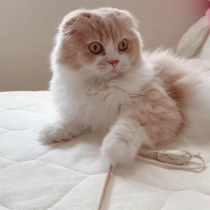 のんたのインスタグラム：「ぼーちゃんが小さい時から大好きなおもちゃ まゆ玉？ のんちゃんもぱんちゃんもこのおもちゃには興味を示しません。不思議〜🤔 ・ #scottishfold #catstagram_japan #catsofinstagram #cats_of_instagram#catoftheday #ilovemycat #bestmeow #catlover #cutecat #kittensofinstagram #cute #スコティッシュフォールド」