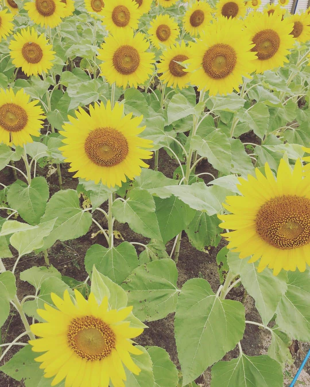 久保田夏菜さんのインスタグラム写真 - (久保田夏菜Instagram)「カンボジアに行く予定であけてたお盆。 行けなくなってしまったので 突然やってきた6日間休み。 社会人になって こんな休みも初めて。 穏やかーに過ごしています。  今年はちゃんとお盆に お墓参りも行けたな。 いつもより長い時間手を合わせて、 墓石にあるご先祖様の名前を1人1人見させてもらったり。  思い浮かんできた懐かしい顔に あったかい気持ちになる。  小さい頃よく面倒を見てくれた近所のおじちゃんおばちゃんのお墓にもごあいさつに。 「今は、可愛がってくれた祖父母の家に住んでます」って。  3歳までは、その家に住んでたし、 祖父がいつもわたしを連れて ご近所さんのとこに 連れてってくれてたから 今でもみなさんがよくしてくれてる。  今生活しながらも 亡くなった祖父のことを 感じることがとても多い。  ありがとう。  そーして、今日は 母方の島根のご先祖様に会いに来ています。祖父の好きだった海の風を感じながら、迎えてくれた向日葵に癒されています。 おじいがよく連れてってくれた釣り場に 大人になった今、よく行ってるよー。ってことも報告。  #お盆 #お墓参り」8月17日 11時18分 - kanakubota0805