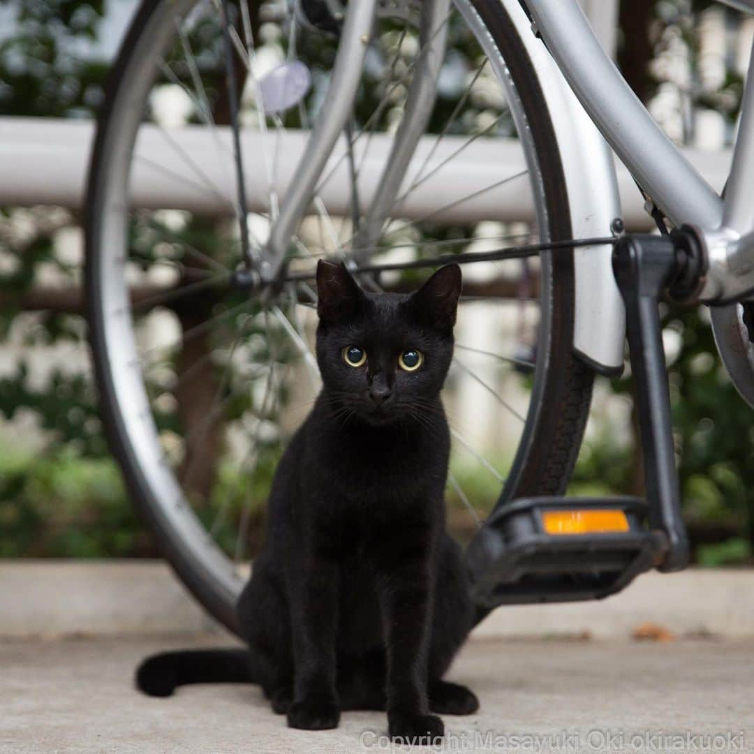 Masayukiさんのインスタグラム写真 - (MasayukiInstagram)「駐輪場の主。  #cat #ねこ」8月17日 11時24分 - okirakuoki