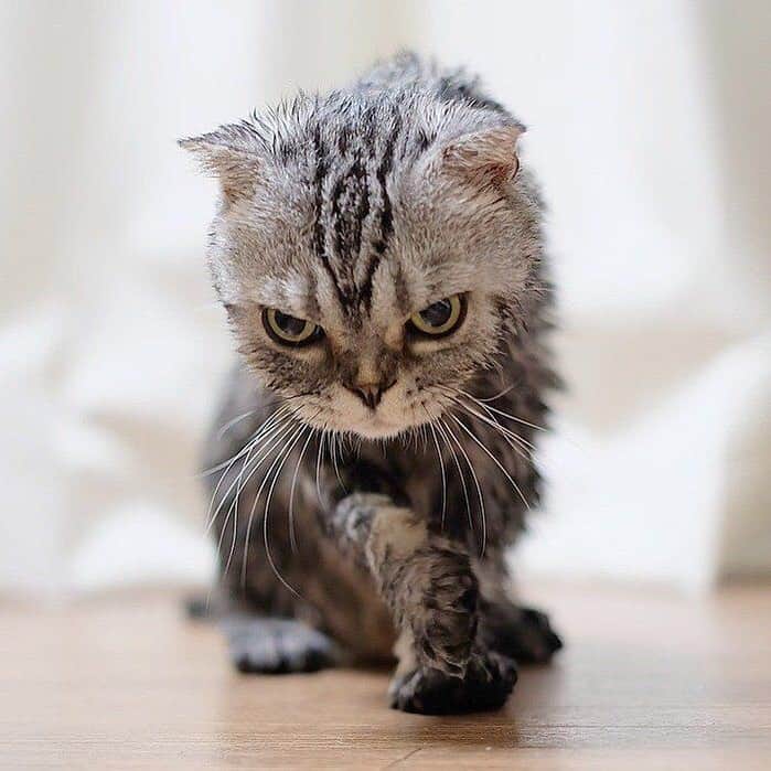 Shishi-maruのインスタグラム：「🐱ねこのきもちWEBMAGAZINE にて、猫エッセイが更新されました。今回は「後悔したこと」のお話です。【渋ネコししまるさん】#8 ｜ねこのきもちWEB MAGAZINE https://cat.benesse.ne.jp/lovecat/content/?id=46456 ーーーーーーーーーーー 📕「ぷっちねこ。」「3匹のちいさな猫を召喚できたなら」「ちいさな猫を召喚できたなら」徳間書店より単行本発売中 ーーーーーーーーーーー ⭐︎ねこ漫画を描いています→@tacos_cat 🐱公式→@chiisanacat 🌺Twitter →@taco_emonemon ーーーーーーーーーーー」