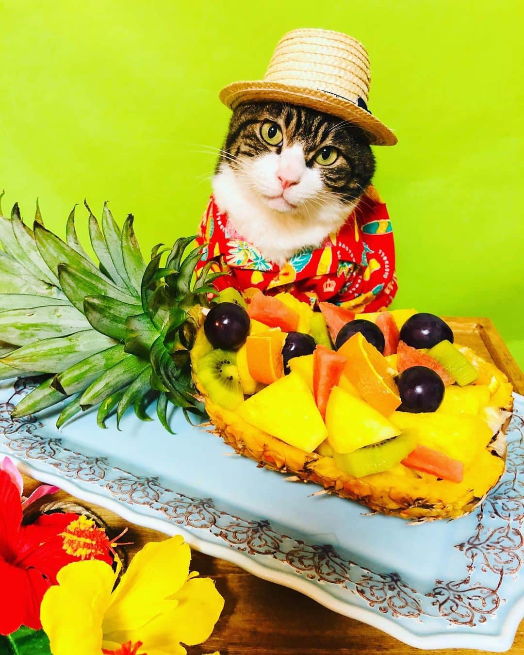 マロさんのインスタグラム写真 - (マロInstagram)「パイナップルの日🍍 SWIPE⏩ August 17 is the day of Pineapple in Japan. ⭐︎ いつもコメントありがとうございます😸🙏💕 返信出来なくてすみません🙇‍♀️ 全て拝見しています🐾 ⭐︎ Thank you for your kind comments😸🙏💕 I'm sorry that I couldn't reply. ⭐︎ #cat#cats#catsofinstagram#😻 #catsoftheworld#sweetcatclub  #pineapple#fruit#ねこ#猫#ネコ #にゃんすたぐらむ#ねこ部 #ふわもこ部#今日は何の日 #パイナップルの日#フルーツ #フルーツ盛り#猫のいる暮らし」8月17日 11時53分 - rinne172