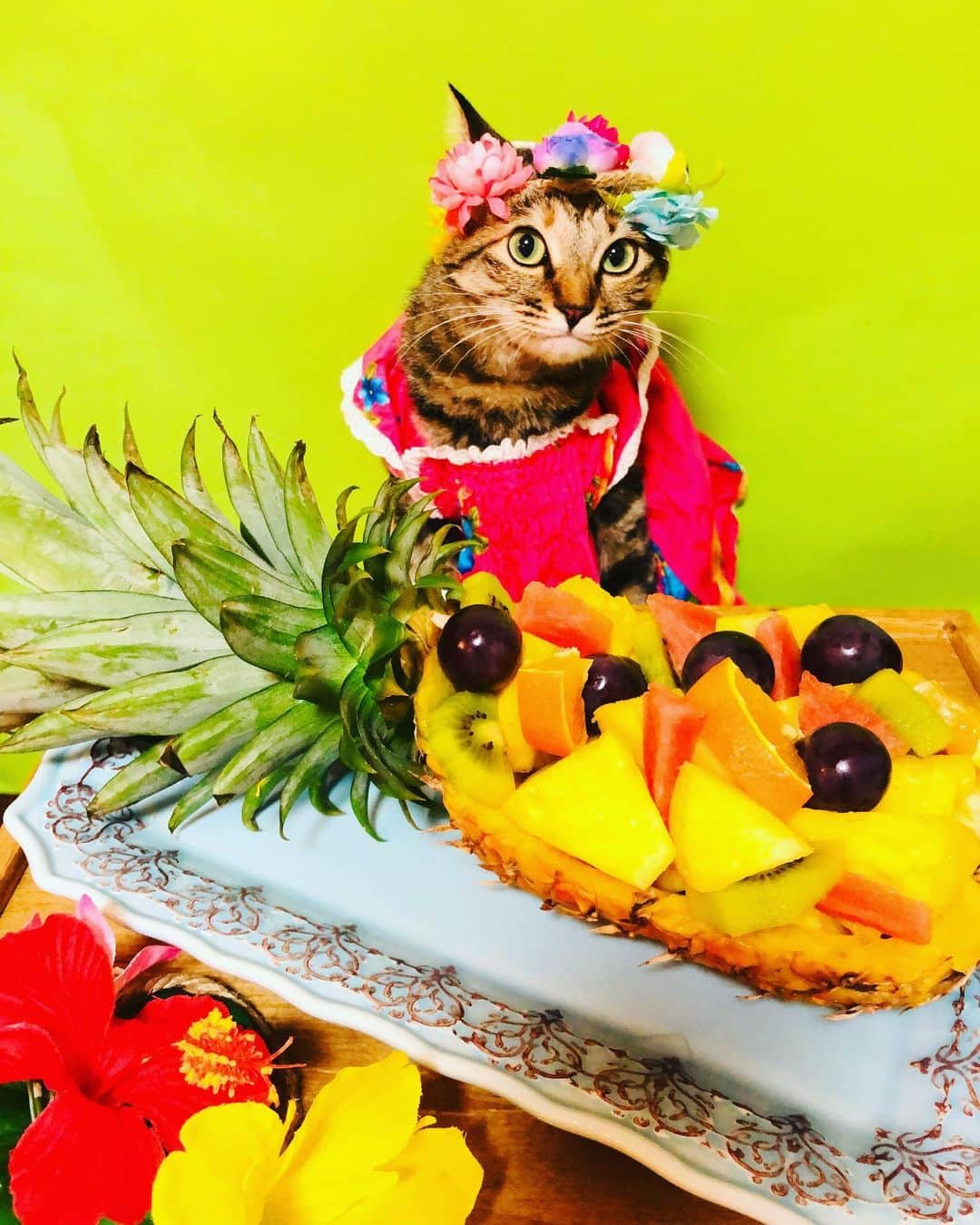 マロさんのインスタグラム写真 - (マロInstagram)「パイナップルの日🍍 SWIPE⏩ August 17 is the day of Pineapple in Japan. ⭐︎ いつもコメントありがとうございます😸🙏💕 返信出来なくてすみません🙇‍♀️ 全て拝見しています🐾 ⭐︎ Thank you for your kind comments😸🙏💕 I'm sorry that I couldn't reply. ⭐︎ #cat#cats#catsofinstagram#😻 #catsoftheworld#sweetcatclub  #pineapple#fruit#ねこ#猫#ネコ #にゃんすたぐらむ#ねこ部 #ふわもこ部#今日は何の日 #パイナップルの日#フルーツ #フルーツ盛り#猫のいる暮らし」8月17日 11時53分 - rinne172