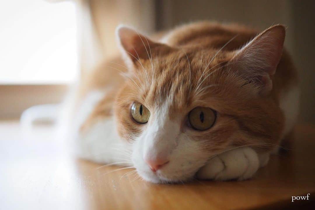 anemone_69のインスタグラム：「. この暑さ、 外猫さんたちが 無事に乗り越えられますよう… . . #窓辺のハカセとキョウジュ #ハカセとキョウジュ #茶トラ白 #茶白 #cat #猫 #保護猫 . . .」