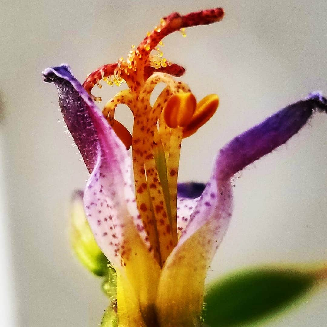 ガソリングラマーさんのインスタグラム写真 - (ガソリングラマーInstagram)「TOAD LILY 🐸🐸🌸🌸 #GASOLINEGARDEN #ILOVEGARDENS #GARDENSRULE #GARDENCHURCH #GARDENPARTY #GARDENMAGIC #AVANTGARDEN #GARDENS #GARDENGANGSTER #GARDEN #GRADENLIFE #GARDENER #GARDENTIME  #GARDENING #VEGETABLEGARDEN #FLOWERS #SUCCULENTS  #PLANTS  #CACTUS #TOADLILY #AYEARINFLOWERS  #shadowhills  #THANKYOU #BLUESTONEPERENNIALS @gasolineglamour  #GASOLINEGLAMOUR #upcloseandpersonal」8月17日 3時10分 - gasolineglamour