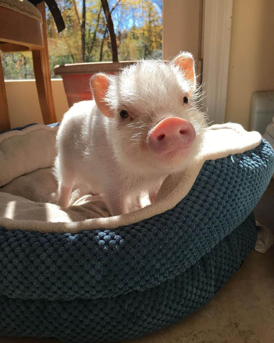 Instagramさんのインスタグラム写真 - (InstagramInstagram)「Sweet spot. Today on #WeeklyFluff, we’re soaking up the rays with this cute little fella, Pumpernickel (@pumpernickel_the_minipig). ☀️🐽💖 ⁣ ⁣ Photo by @pumpernickel_the_minipig」8月17日 3時12分 - instagram