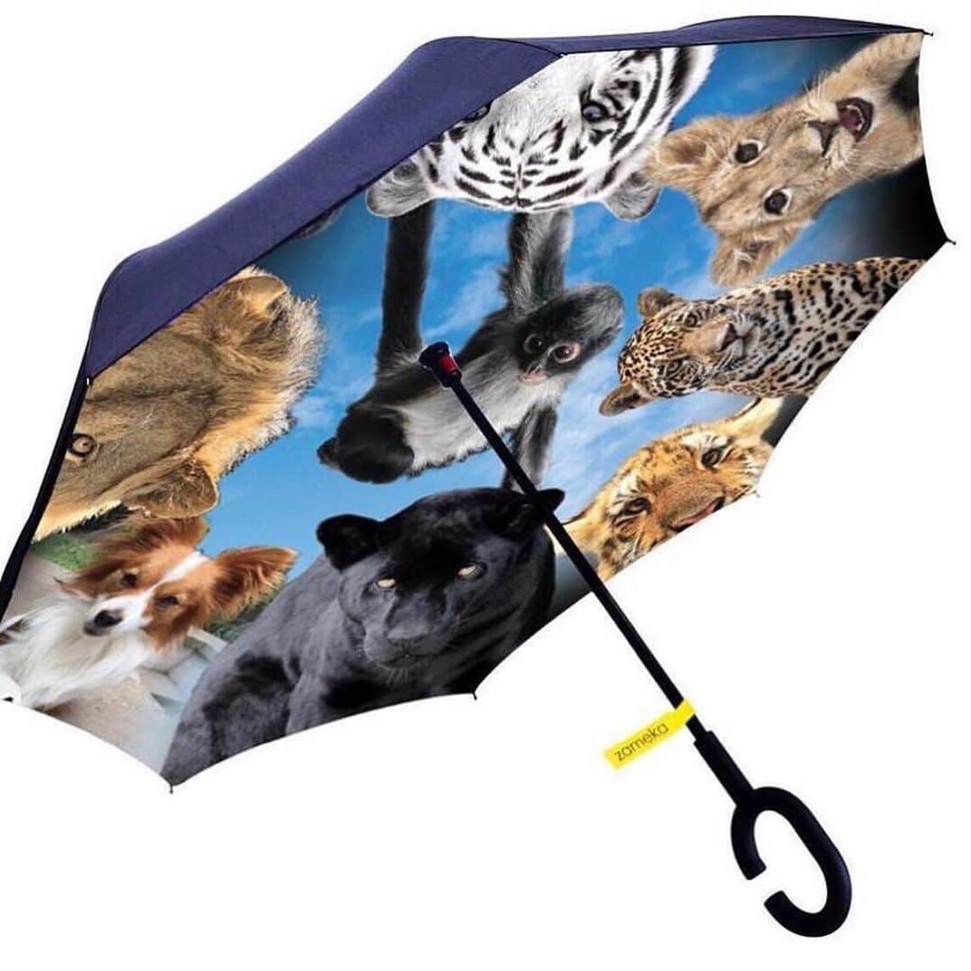 Black Jaguar-White Tiger さんのインスタグラム写真 - (Black Jaguar-White Tiger Instagram)「A HUGEEE 42 inch super high quality Windproof Double Layer Folding Inverted Umbrella, Self Stand Upside-Down Rain Protection Car Reverse Umbrellas with UV protection with Cielo, The Mighty Chiquitin, Lovey, Enzo, Lewis, Zelika, Lola, Changui and Penelope as companions.  It's a beautiful design by Jamie, the same one as my welcome home blanket :) You can get it at BJWTshop.com」8月17日 3時14分 - blackjaguarwhitetiger