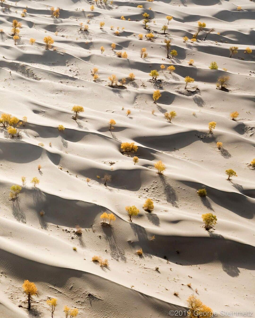 ナショナルジオグラフィックさんのインスタグラム写真 - (ナショナルジオグラフィックInstagram)「Photo by George Steinmetz @geosteinmetz | Euphrasia poplar trees tap into shallow ground water near the Talimu River, as it sinks into the sands of the Taklamakan Desert in Xinjiang, China. Scientists call these trees diversifolia, as the mature trees have two leaf shapes, some round like an aspen and some elongated like eucalyptus. Yet both turn yellow at the same time in mid-October. To view more of our world from above, follow @geosteinmetz.」8月17日 3時38分 - natgeo