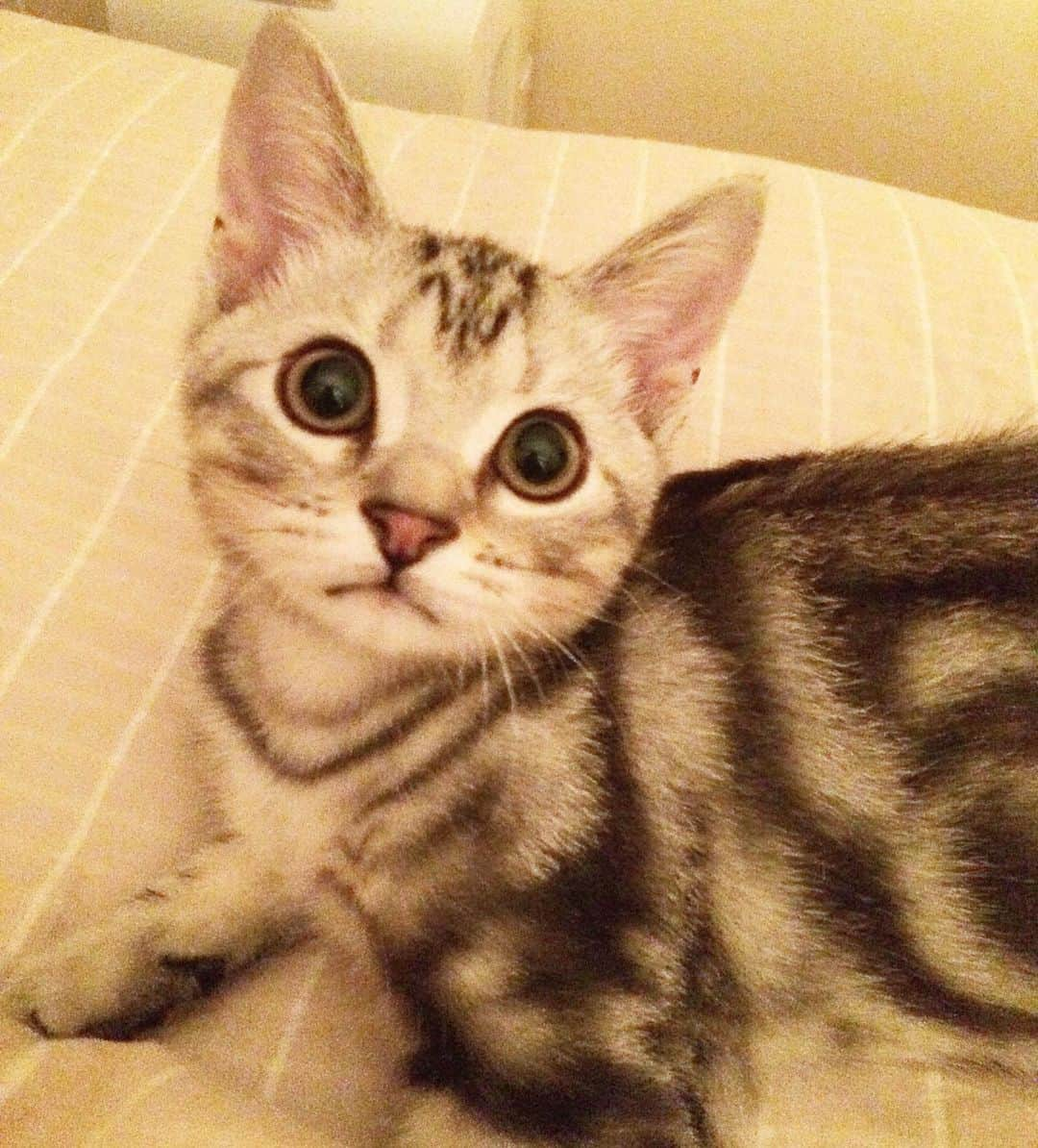 Alain アランさんのインスタグラム写真 - (Alain アランInstagram)「Good morning! Bonjour! Happy Caturday! Bany Alain waking up mom. I was 3 months old. * おはようございます。 土曜日は蔵出しアラン！ アランの子猫時代の写真をお見せしています。 ベビーアラン「ママ、起きて！」。 生後3ヶ月。 ちなみに大人アランは今朝もママを4時半過ぎに起こしました。 * #babyalain#boyalain #catstagram #cat_features  #topcatphoto #cutepetclub #catsofinstagram #ig_catclub #cats_of_world #meowsandwoofs #meowvswoof#nc_cuties #excellent_cats #catstocker  #bestmeow #magnificenteowdels#bestcats_oftheworld#INSTACAT_MEOWS #peco #スタペグラム#ペピ友#animalsco#mofmo#igersjp#みんねこ#ふわもこ部#ペコねこ部 #アメショー」8月17日 5時14分 - alain_cat