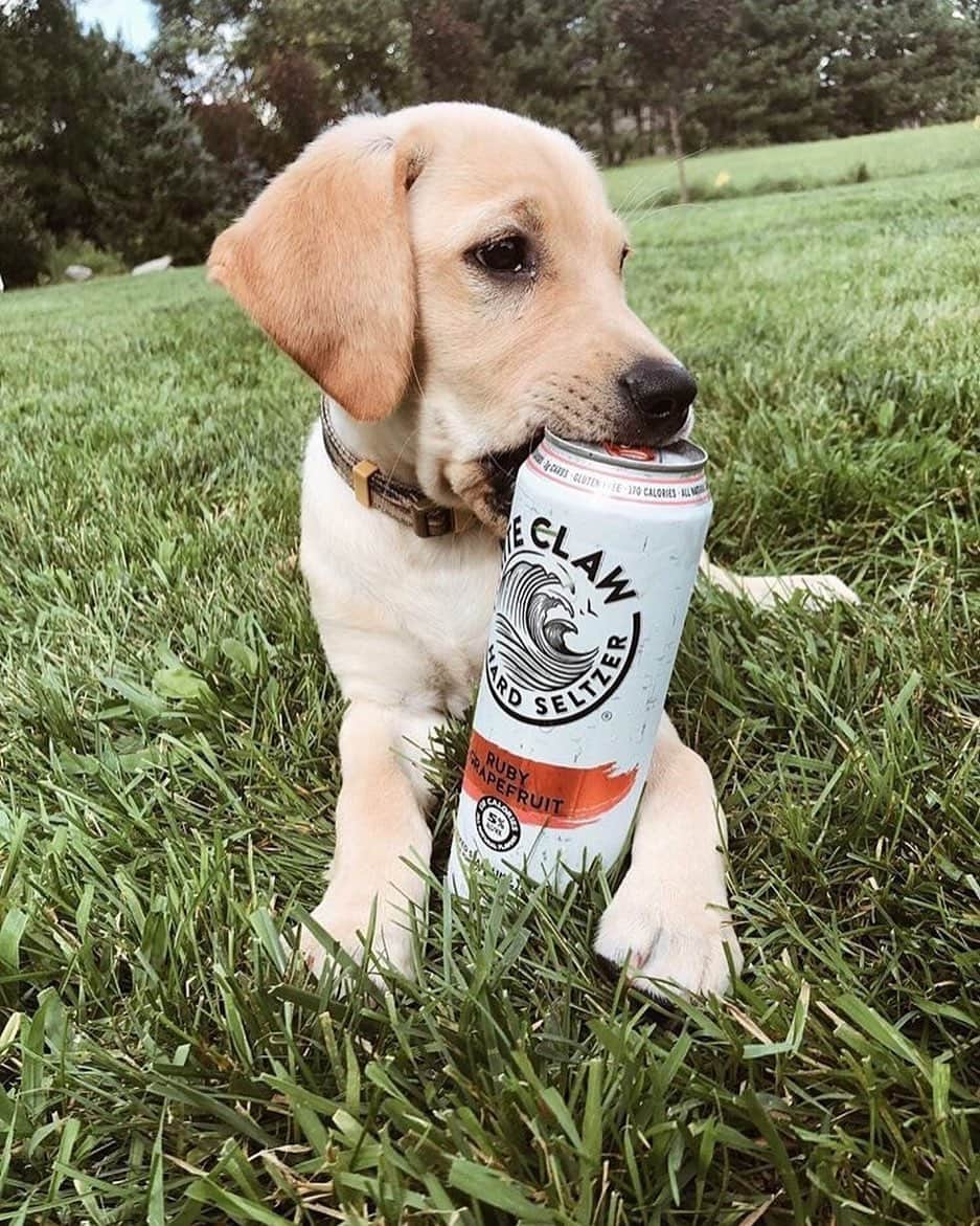 ELLE Magazineさんのインスタグラム写真 - (ELLE MagazineInstagram)「All I need in this life of sin: a good boy and a #WhiteClaw. 🐶🍹 Link in bio for why spiked seltzer is the drink of summer 2019. #regram @the_luck_of_huk @bberg16」8月17日 6時01分 - elleusa