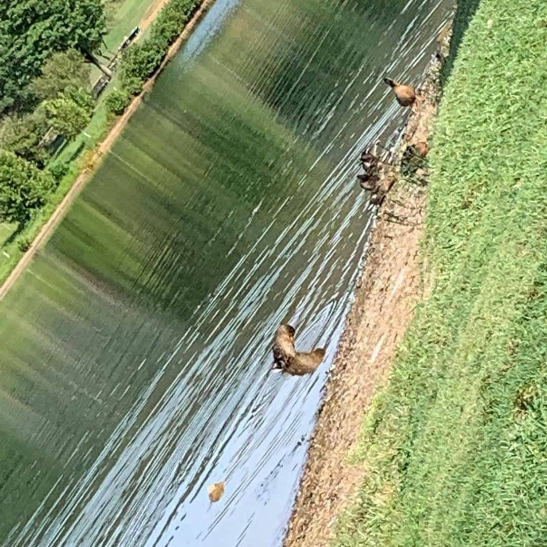 レイチェル・ボランさんのインスタグラム写真 - (レイチェル・ボランInstagram)「What the duck? Finally spellcheck works in my favor! #ducks #duck」8月17日 6時15分 - officialrachelbolan