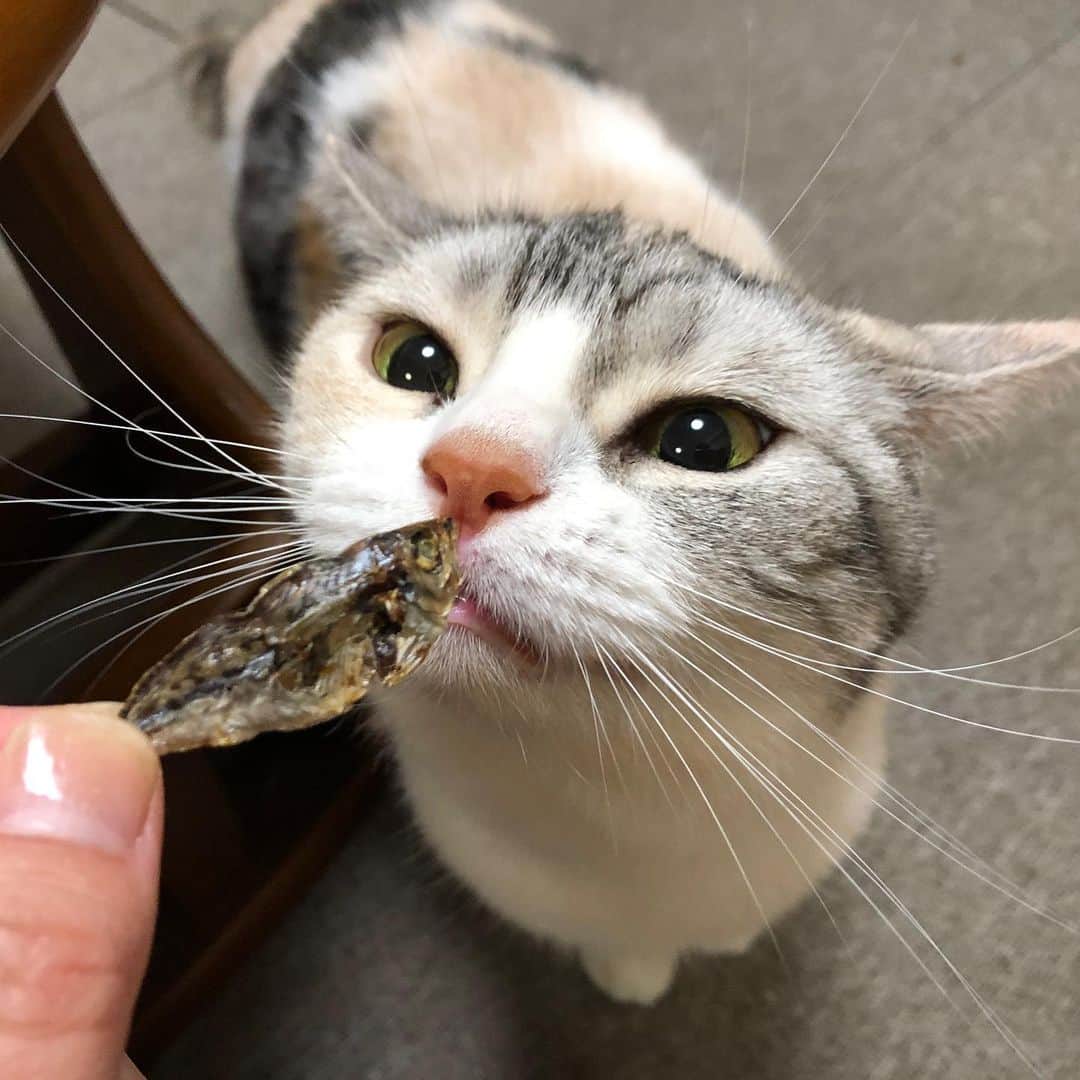 Natsukiのインスタグラム：「小魚×しらす  #cat  #scottishfold  #猫のいる暮らし」