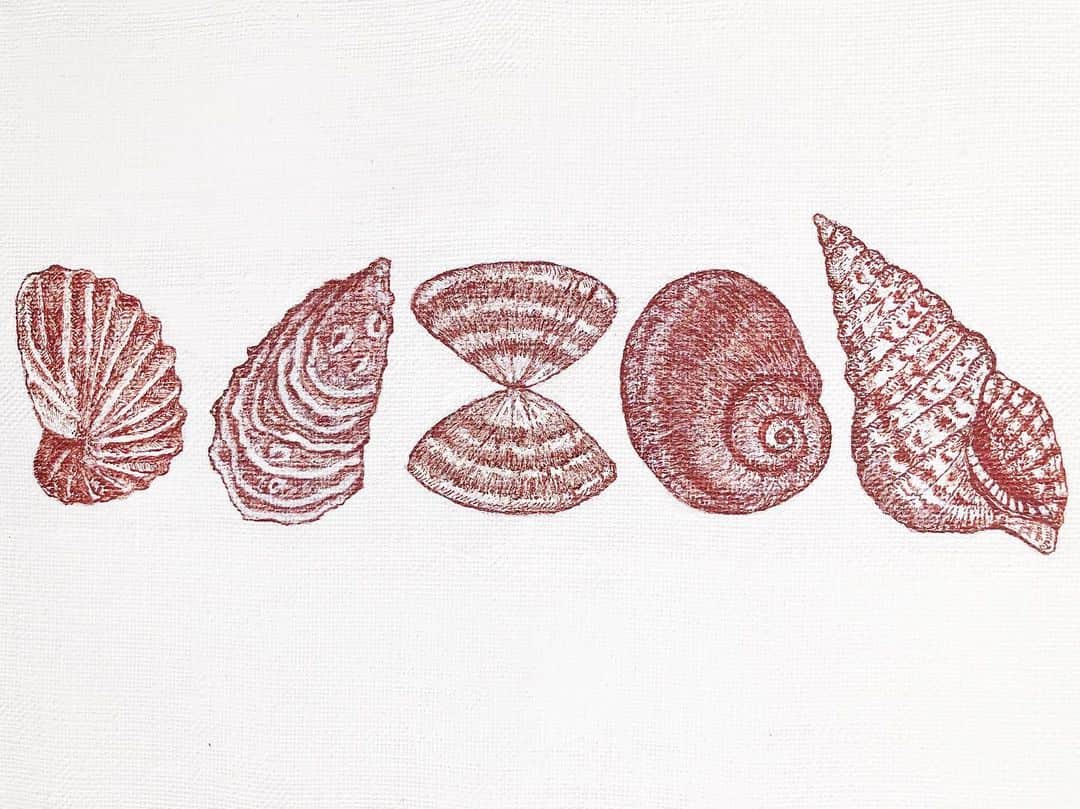 藤井祥子のインスタグラム：「. 🐚shells🐚 . . 🖋 [キャンバス、インク、アキーラ絵具] . . #illustration #イラスト #shell #貝殻」