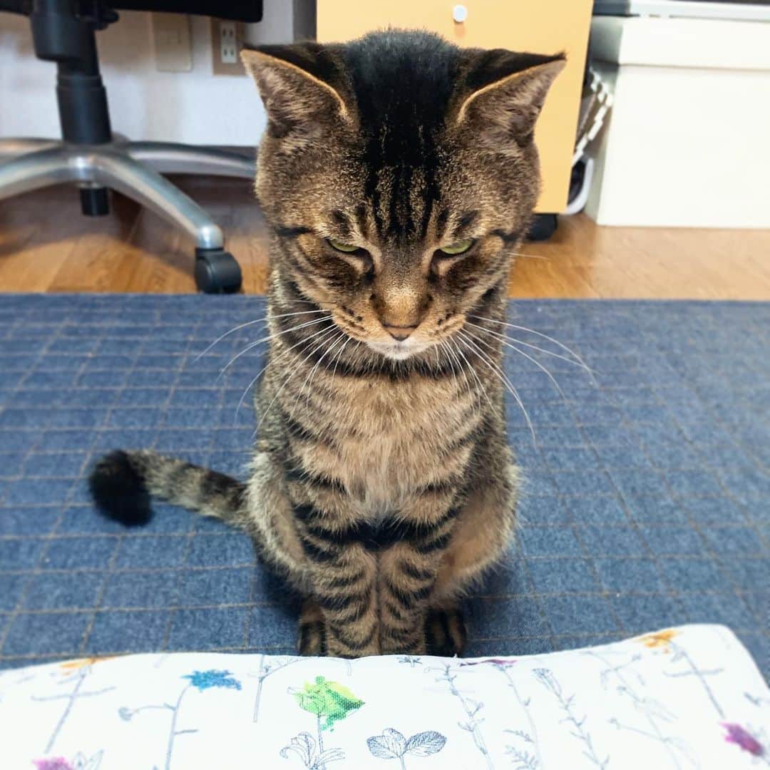 Musashiさんのインスタグラム写真 - (MusashiInstagram)「おはムサシ！ 遊びなさいよ、の顔。Let's play together.😈 #musashi #mck #cat #キジトラ #ムサシさん #ねこすたぐらむ #musashi_the_cat」8月17日 12時23分 - _daisy