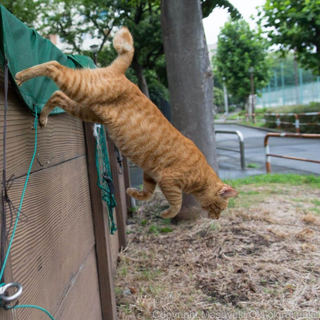 Masayukiさんのインスタグラム写真 - (MasayukiInstagram)「急いでます。  おはようございます。 Good morning from Tokyo Japan Tokyo ⛅️ #cat #ねこ」8月17日 7時12分 - okirakuoki