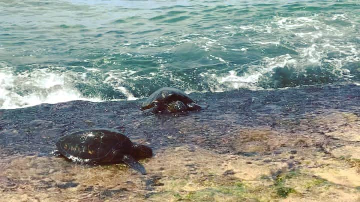 荒川れん子のインスタグラム：「Many turtles at north shore🐢  夏休み。日本からのお友達もたくさん。亀もたくさん。 ざっと数えても10頭はいました！😳 そしていつも起こるのが「頭」か「匹」か論😅 . . #hawaii #northshore #lovehawaii #summervacation #luckywelivehawaii #hawaiilife #travel #beachlife #tropical #beach #lifeisajourney #turtle #animal #family #hawaiistagram #instahawaii #ハワイ #ハワイ暮らし #ハワイ生活 #亀 #動物 #夏休み #夏 #家族 #旅 #ハワイ好き #ハワイ旅行 #ビーチ #海 #リゾート」
