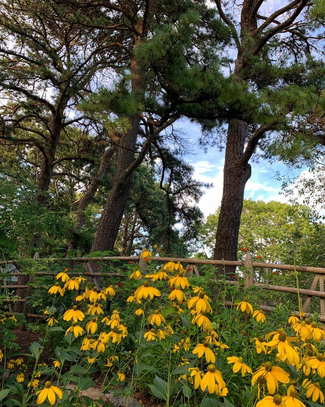 クリスティ・ブリンクリーさんのインスタグラム写真 - (クリスティ・ブリンクリーInstagram)「Wishing everyone a bright Happy Week End! 🌺🌿🌼🍃🌸🌱🌻🥂」8月17日 7時19分 - christiebrinkley