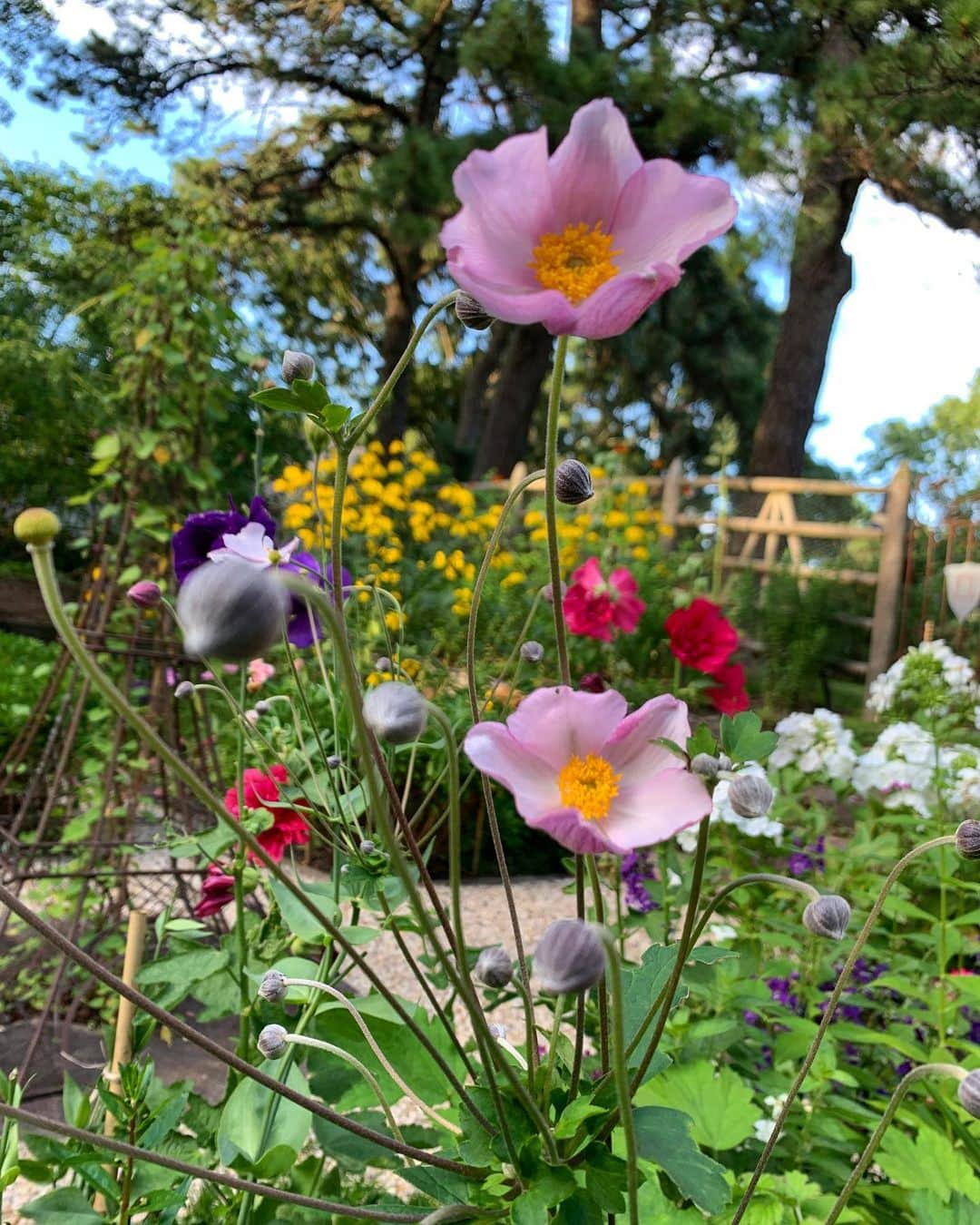 クリスティ・ブリンクリーさんのインスタグラム写真 - (クリスティ・ブリンクリーInstagram)「Wishing everyone a bright Happy Week End! 🌺🌿🌼🍃🌸🌱🌻🥂」8月17日 7時19分 - christiebrinkley