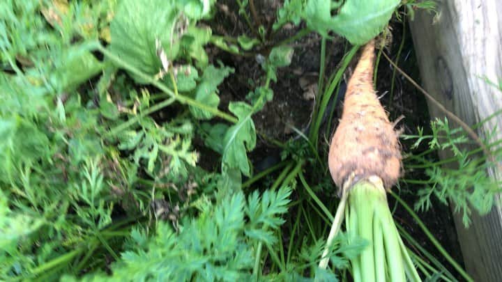 のインスタグラム：「Real pleasures in #veggie garden with my dad @stephenposen ! 🥕🌽🍆🥬🥒🍅🍓🥦🌿Oh how I missed you!🥰 #homegrownfood」