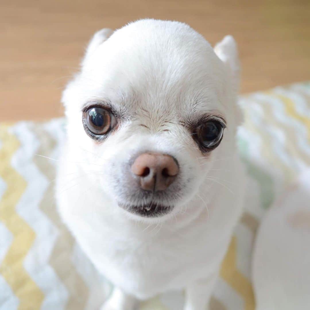 KORIKIのインスタグラム：「おはようございます♪ *  #dogofsapporo #dog, #dogs, #dogstagram,#chihuahua,#犬バカ部,#チワワ,#koriki, #hanadog #白スムチ連合会, #スムチー,  #dogofthedayjp, #dogoftheday  #ilovemydog #instadog #instapet #WhiteChihuahua  #吉娃娃 #치와와  #dogsofinstagram #Chihuahualover  #チワワの輪 #barkbox #WhiteChihuahuaParty #もふもふモフモフ」