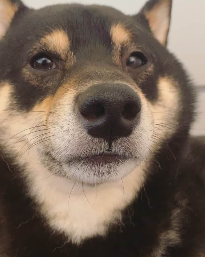 ?Fricko the Shiba Inu?のインスタグラム：「Goodnight hoomans!!😴 🐾 🐾 #Keaton #🐶 #shiba #shibainu #dog #柴犬 #黒柴 #子犬 #shibalovers #shibaholics #dogoftheday #dogslife #weeklyfluff  #dogstagram  #dogscorner #shibapuppy #puppiesofinstagram」