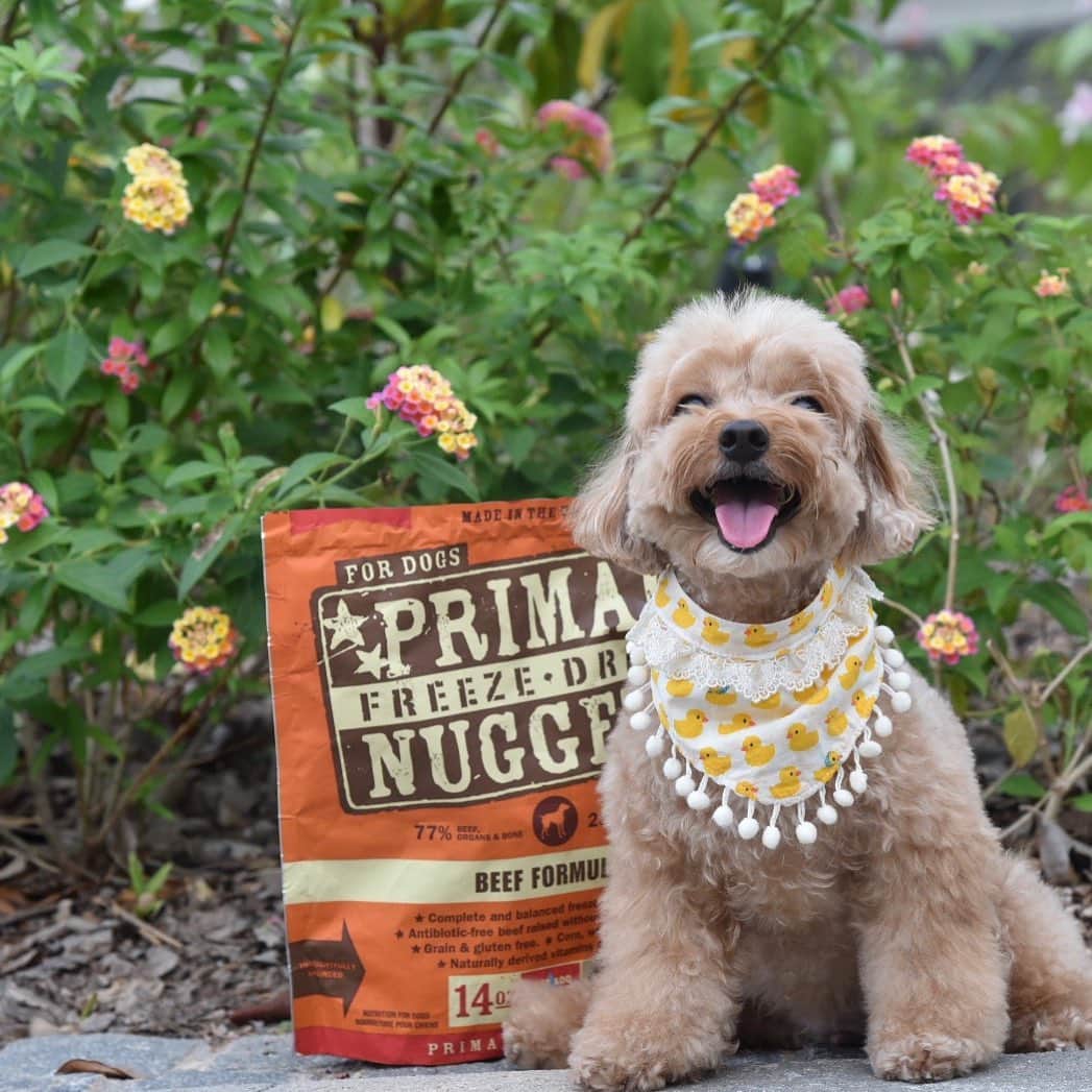 のインスタグラム：「📆 (17Aug19) 🌼🌻🌸Good morning and have a beautiful Saturday! 😆Being in ❤️with my fav food make every morning worth getting up for..#primalpetfoods 🍫🐔🐟🍫#b2kpet #trufflenb2k」
