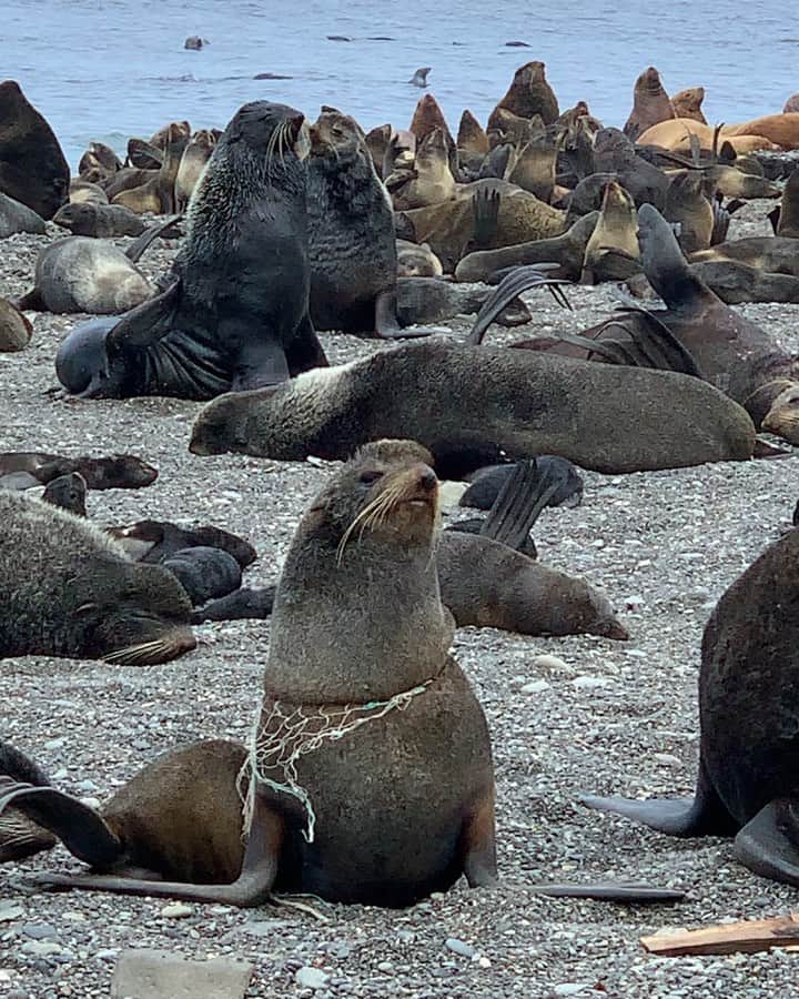 クリス・バーカードのインスタグラム：「It’s complicated. As much as we all want to “help” in a situation where we see human waste affecting wildlife, the best practice is always to make sure you are first and foremost Educated & secondly Experienced when handling wild animals. For example on the beautifully healthy Sea Lion populations of Tyuleny Island - Russia we saw hundreds of thousands of seals & sea birds living extremely content & happy. But of course a few poor souls were adorned with nets around their neck & flippers. It’s easy to ask (even rather aggressively at times) why I /you wouldn’t jump into action & free that animal from its net. And the truth is that a Stellar Sea lion is an extremely aggressive animal.. these are in no way the small seals you see people manhandling to remove nets from in videos. Males are upwards of 1,000 lbs + and would absolutely attack if you approached a harem (it’s mating group). An even more important consideration is that during birthing season when the pups are young the relationship between mom and pup is crucial. Aggravating seals during this period can force them to leave their pups onshore (they cannot swim when young) while they enter the ocean, chances are they will not find their pups again. The amount of dead, lost and trampled (by males) pups we saw was really soul crushing to see firsthand. I would venture to say that attempting to remove something like this during the wrong time of year & without proper skill can and will be way more devastating to their cycle of life than wearing this net.  I share this as not only a healthy reminder but also a word of advice to those wanting to make a difference. Be careful & educate yourself as best you can. I applaud anyone that wants to make a difference but most of what we see online comes with little to no context of the backstory, history or preparation involved.. which is always important so that you are fully prepared for how YOU can make a difference. . PS- it smelled like 🌸 .  PSS - bombarding someone with messages of how they “should” have done something is a poor way to create positive change. #fromkurilswithlove」