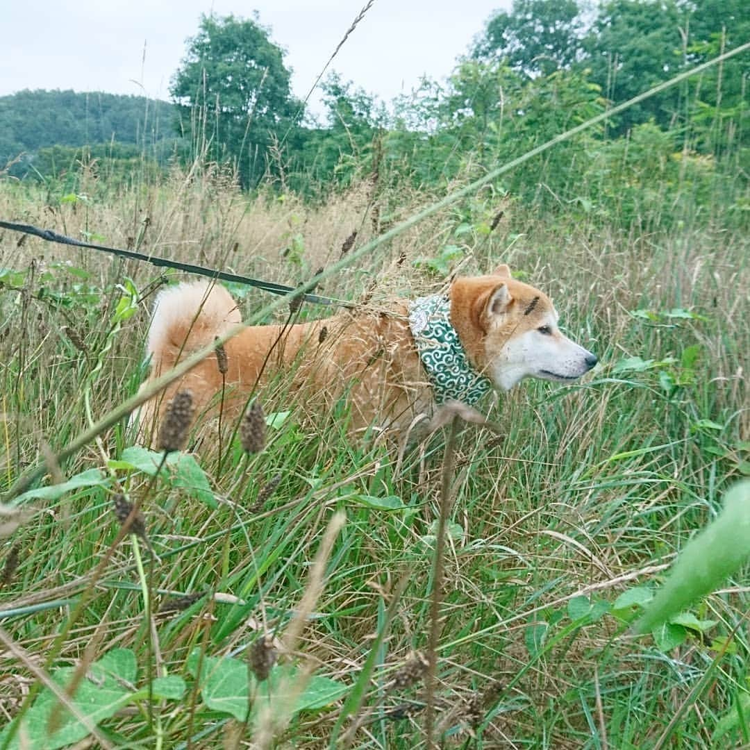 柴犬⭐️サスケさんのインスタグラム写真 - (柴犬⭐️サスケInstagram)「おはわん #朝ん歩 #拒否#ぐだぐだ#からの💩#朝ん歩後#茶助#柴犬#赤柴#ふわもこ部 #🐶📷 #犬ら部 #🐶#shibagram」8月17日 8時12分 - shiba20150405