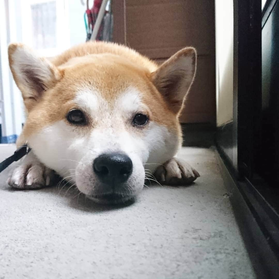 柴犬⭐️サスケのインスタグラム