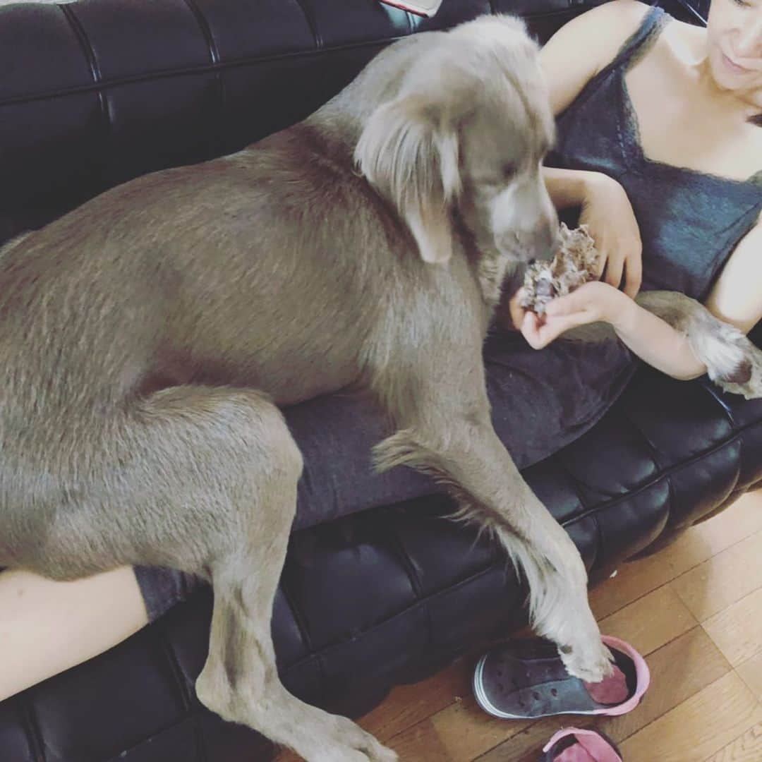 宮前真樹さんのインスタグラム写真 - (宮前真樹Instagram)「#甘えん坊犬 ずーっとパピー気分の甘えん坊 30キロになってもどっしり乗ってくる あぁぁ…可愛い😂. . ❷チラ見 そして骨を持たされる 自分で持つ気ゼロです。  たまに上下返したりして エルマーさんのお口にフィットするよう ご機嫌でカミカミ出来るよう動かしてます笑  もちろん手はベタベタでクサイです😑. #大型犬のいる暮らし  #ワイマラナーロングヘアード  #weimaranerlove  #weimaranerpuppy  #weimaranerlonghaired パピーからの記録 https://ameblo.jp/elmar-no-bouken/」8月17日 8時30分 - miyamaemaki0116