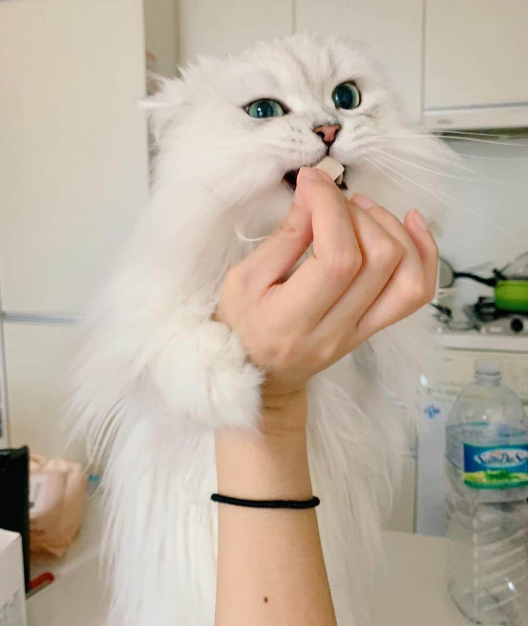 후추네큰언니のインスタグラム：「ㅋㅋㅋ 졸귀탱 😻 . . . . . #후추  #고양이  #냥스타그램 #캣스타그램  #Hoochu #Hoochuthecat #cat #cats #catstagram #catsofinstagram #topcatphoto #bestmeow #ilovecat #cute #fluffy #petstagram #instacats」