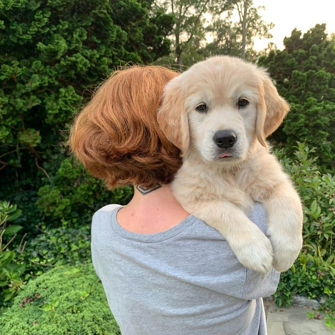 ロン・ハワードさんのインスタグラム写真 - (ロン・ハワードInstagram)「#AmyRolph #daenerysgoldens a new member of the family name Toby  A sweet sweet #goldenretriever」8月17日 9時02分 - realronhoward