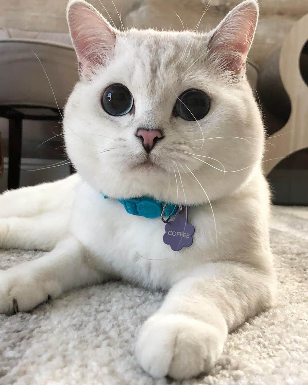 ミスター・ホワイトさんのインスタグラム写真 - (ミスター・ホワイトInstagram)「Something is blocking my eye 🧐」8月17日 9時14分 - white_coffee_cat