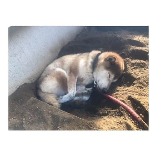 黒沢あすかさんのインスタグラム写真 - (黒沢あすかInstagram)「眠りが深くて呼んでもなかなか起きません。 #早朝のポチ  #保護犬  #おじさん犬」8月17日 9時31分 - kurosawa_asuka_official