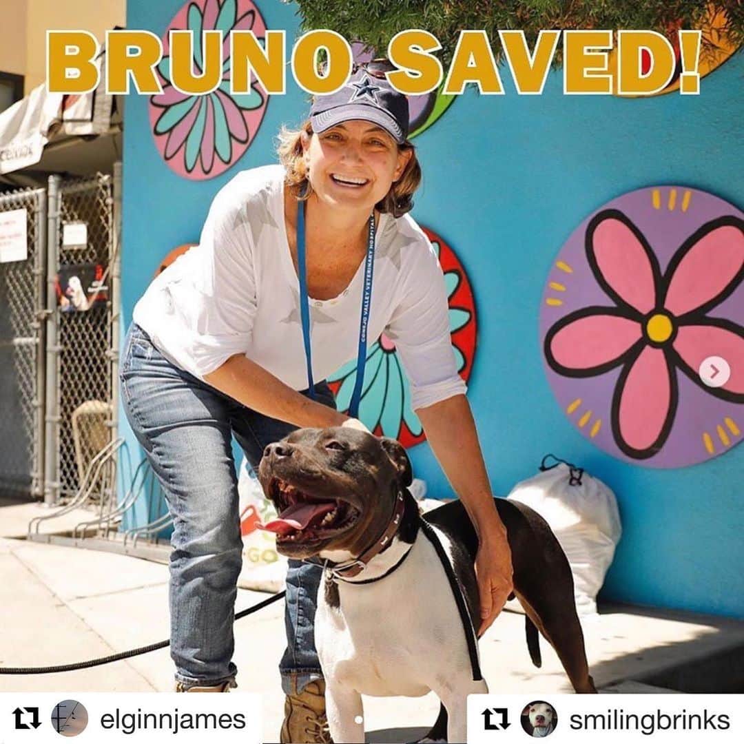 JR・ボーンのインスタグラム：「AMAZING!! No doubt Bruno is as appreciative as the rest of us for you making us aware!  #Repost @elginnjames ・・・ Bruno’s free!  Thank you everyone who reposted or tagged.  Repost @smilingbrinks ・・・ BRUNO made it!!! Huge thanks to all of you for making this happen. My love and appreciation to all involved cannot be expressed enough! From @unitedhopeforanimals : Bruno Rescued by @apollosarc 🎉 A HUGE thank you goes out to Cara of Apollo Animal Rescue, and also one determined family with a Big heart @beach_gurl78 ❤️ . Thank you to Maureen, @pitbullsofbaldwinparkshelter @savingbaldwinparkshelterdogs and all of the volunteers who helped piecing a plan together. Thank you to all the people who shared Bruno’s story and find ways to help him. Thank you to the staffs that showed Bruno Love so he didn’t give up. Bruno is one extraordinary boy, a true lucky star! Here’s to Bruno’s new beginning!!」
