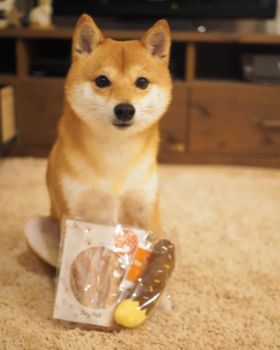 豆柴にこちゃんさんのインスタグラム写真 - (豆柴にこちゃんInstagram)「🐶🍌 おはよー チョコバナナもぐもぐ。 . 昨日豆千代くんに会った時に、 サニーちゃん @sunny_rei_32 から預かってくれていたという、 サニーちゃんちの上京おみやげを受け取りました😊 . かわいいおもちゃ🍌とおやつ🐓。 バナナ本体より棒をかじりがち😆 . サニコチヨで集まれたかのようで うれしかったです🐶🐶🐶 . サニーちゃんありがとー🥰 . #柴犬#豆柴#pecoいぬ部#犬#わんこ#犬#ここ柴部#shibainu#dog#mameshiba#pecotv#dog#いぬのきもち部#しばいぬ#しばけん#こいぬ#シバイヌ#いぬ#イヌ#赤柴#マメシバ#ペット#日本犬#子犬#puppy#doggo#pet#시바견#강아지#개」8月17日 9時25分 - nikochan.mame48