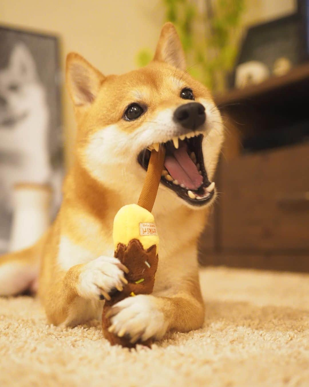 豆柴にこちゃんさんのインスタグラム写真 - (豆柴にこちゃんInstagram)「🐶🍌 おはよー チョコバナナもぐもぐ。 . 昨日豆千代くんに会った時に、 サニーちゃん @sunny_rei_32 から預かってくれていたという、 サニーちゃんちの上京おみやげを受け取りました😊 . かわいいおもちゃ🍌とおやつ🐓。 バナナ本体より棒をかじりがち😆 . サニコチヨで集まれたかのようで うれしかったです🐶🐶🐶 . サニーちゃんありがとー🥰 . #柴犬#豆柴#pecoいぬ部#犬#わんこ#犬#ここ柴部#shibainu#dog#mameshiba#pecotv#dog#いぬのきもち部#しばいぬ#しばけん#こいぬ#シバイヌ#いぬ#イヌ#赤柴#マメシバ#ペット#日本犬#子犬#puppy#doggo#pet#시바견#강아지#개」8月17日 9時25分 - nikochan.mame48