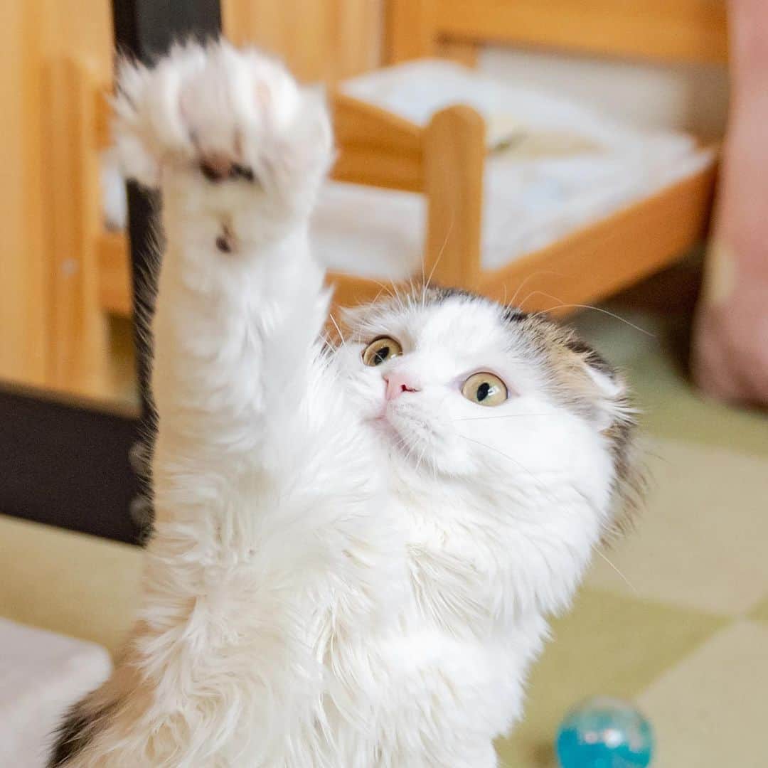 マアルのインスタグラム：「ハムさん #🐈 #猫好きさんと繋がりたい #北海道 #旭川市 #スコティッシュフォールド #猫ホテル」