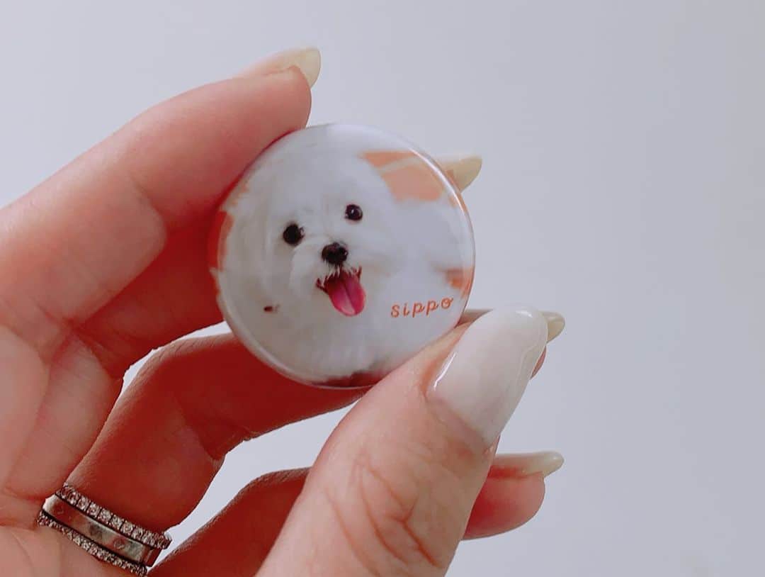 大日方久美子さんのインスタグラム写真 - (大日方久美子Instagram)「・ 昨日は @sippo_official の写真展 「みんな犬 みんな猫」に伺い、いつも犬や猫たちの為に奮闘してくださっている方々にお会いすることができました。  ジャーナリストの @toru_yamaji さんやモデルの @kuroda_chieko さんはテレビで野犬問題を取り上げてくださり、犬たちの味方となって現状を正しく伝えてくださっています。  ロウもキナリも元野犬。 でも人間に危害を加えることなく、むしろ皆んなを幸せな気持ちにしてくれています。  野犬が全て悪い。なんて短絡的な考えじゃなく、皆んな幸せにくらせる環境を考える日本になって欲しいな。 ・  @hana_matsushima_animal さんやタレントの @sayakaisoyama さん、そして東日本大震災をきっかけに犬や猫たちの救出を懸命にしてくださっている @oamihinanjyo.3 の大網さんともお会いでき、それぞれができることを見つけて、続けることの大切さを再確認してきました。 ・ 一時預かりや里親になることが大事。と、捉えがちですが、こうしたチャリティーイベントに足を運んで、グッズを買ったり、身近な人に保護猫・犬の存在を伝えることもとても大事なこと。 ・ 何より譲渡会にいる子たちの可愛さを知ってもらえたら嬉しいです！ (ロウにそっくりな女の子がいて悶絶してました😂❤️) ・ @sippo_official 写真展は19日まで！ ・ 全額寄付になるドネーションガチャもトライしてみてね！ (ムー様が当たったらご利益あるかも😂🙏🏻) ・ ・ #できることをできる人ができる時に  #sippo #保護犬を家族に  #保護犬 #里親募集中」8月17日 10時39分 - kumi511976