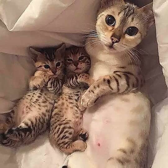 Cute Pets Dogs Catsさんのインスタグラム写真 - (Cute Pets Dogs CatsInstagram)「Family photo! 😄❤️ 📩 Submit your cat’s photo to be featured! ❤️ . . . From @kate  Notification ON 💙  #kittens_of_world and notifications ON to be featured! 😻  #cat #cats #catofinstagram #catoftheday #catlover #catsagram #catlovers #cat_features #catlady #cateye #catholic #catlife #catlove #catsgram #cutecat #cutecats #cutest #meow #kittycat #topcatphoto #kittylove #mycat #instacats #instacat #ilovecat #kitties #gato #kittens #kitten」8月17日 21時31分 - dailycatclub