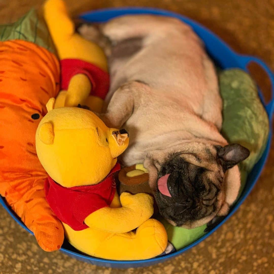 gontaさんのインスタグラム写真 - (gontaInstagram)「Happy saturday night😊 Japan is hot every day.#keelyafternoontea #Gonta2#speakpug #smilingpugs #pugjapn #pug #love #pugsofinstagram #zerozeropug #pugshit #worldofpug」8月17日 20時04分 - gehhah