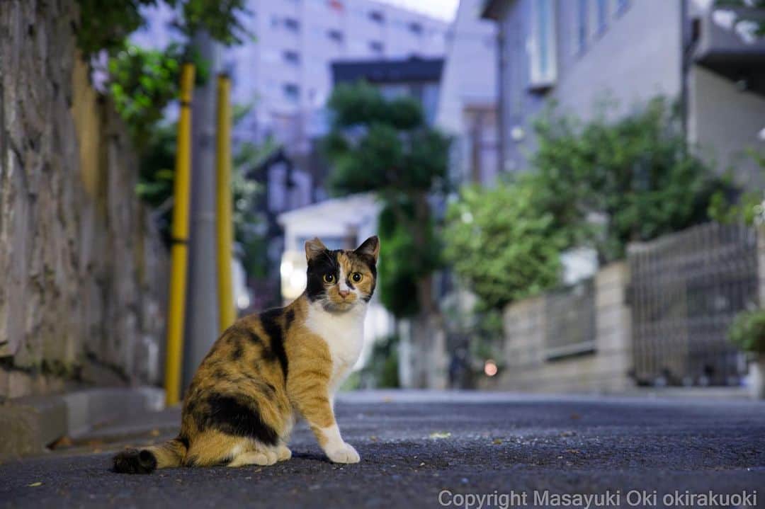 Masayukiさんのインスタグラム写真 - (MasayukiInstagram)「おめめまんまる。  #cat #ねこ」8月17日 20時13分 - okirakuoki