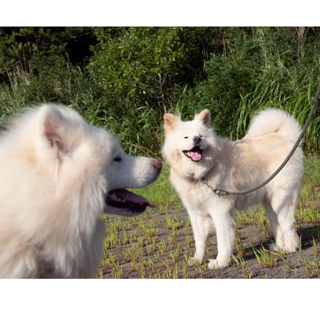 わさおのインスタグラム：「Walking with #chome ( @chome_style ) はふはふと 夏草むせる 散歩道  #busakawa #longhair #longcoat #akitainu #dog #wasao #ぶさかわ #長毛 #秋田犬 #わさお #ちょめ」